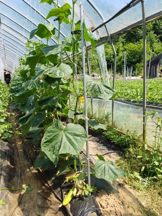 감7195님의 6월 내 작물 자랑하기🌱 · 참여글 작성글 사진