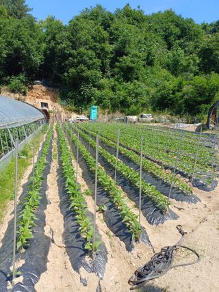 감7195님의 6월 내 작물 자랑하기🌱 · 참여글 작성글 사진