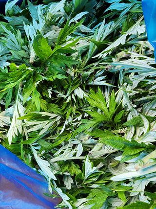 고추농사 정 미라님의 자유주제 · 자유게시판 작성글 사진