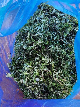 고추농사 정 미라님의 자유주제 · 자유게시판 작성글 사진