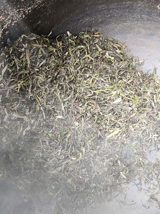 고추농사 정 미라님의 자유주제 · 자유게시판 작성글 사진