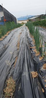 팜모닝 복숭아·영농일지 게시글 이미지