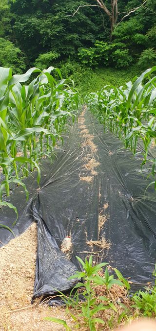 감16706님의 복숭아 · 영농일지 작성글 사진