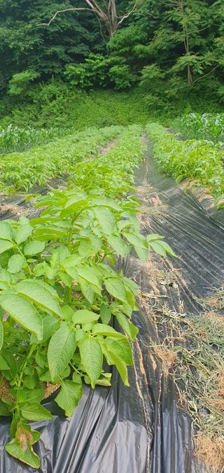 감16706님의 복숭아 · 영농일지 작성글 사진