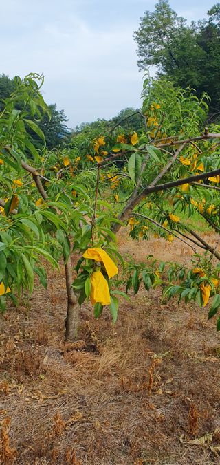 감16706님의 복숭아 · 영농일지 작성글 사진