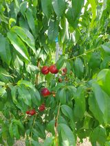 팜모닝 자유주제·자유게시판 게시글 이미지