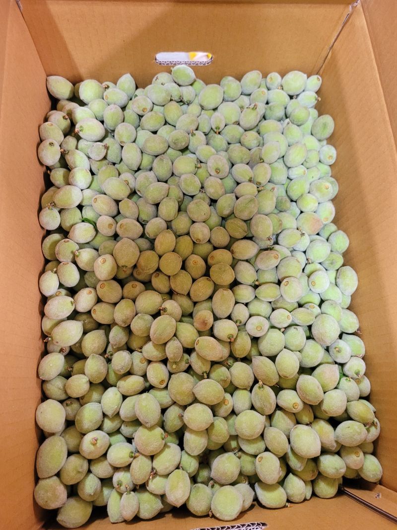 장터 상품 [개복숭아10키로] 썸네일