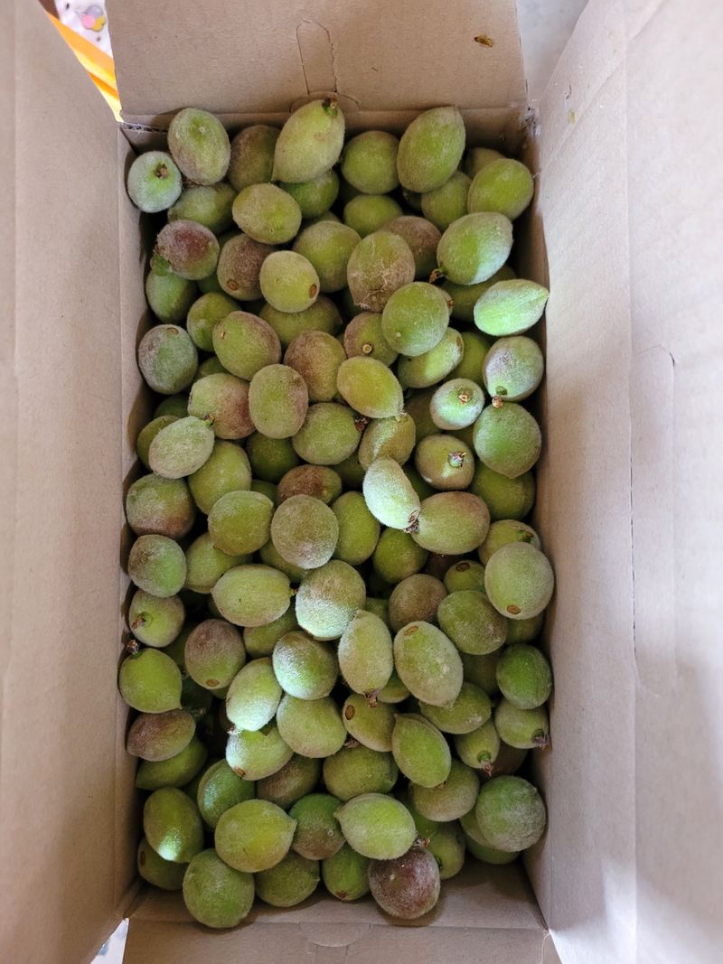 홍가네수정농장님의 장터 판매 상품 [개복숭아10키로] 첨부 사진