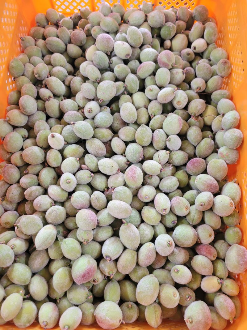 홍가네수정농장님의 장터 판매 상품 [개복숭아10키로] 첨부 사진