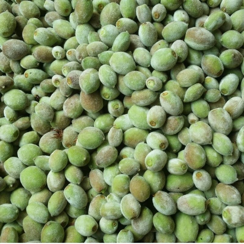 홍가네수정농장님의 장터 판매 상품 [개복숭아10키로] 첨부 사진