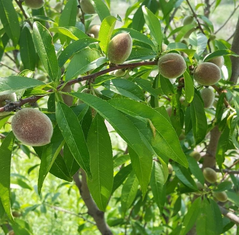 홍가네수정농장님의 장터 판매 상품 [개복숭아10키로] 첨부 사진