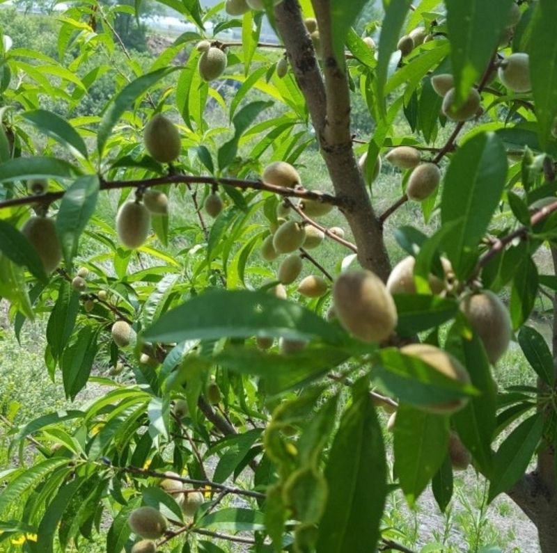 홍가네수정농장님의 장터 판매 상품 [개복숭아10키로] 첨부 사진