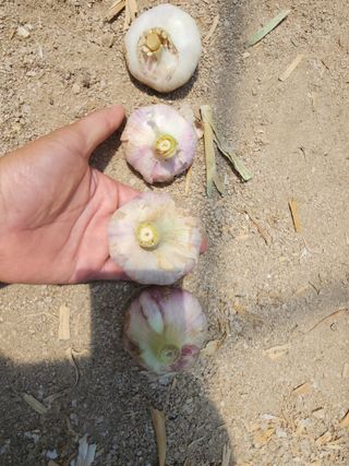 아침못자연농원님의 6월 내 작물 자랑하기🌱 · 참여글 작성글 사진