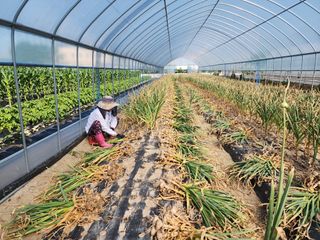 아침못자연농원님의 6월 내 작물 자랑하기🌱 · 참여글 작성글 사진