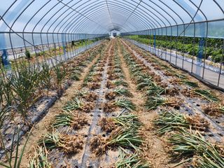 아침못자연농원님의 6월 내 작물 자랑하기🌱 · 참여글 작성글 사진