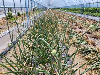 아침못자연농원님의 6월 내 작물 자랑하기🌱 · 참여글 작성글 사진