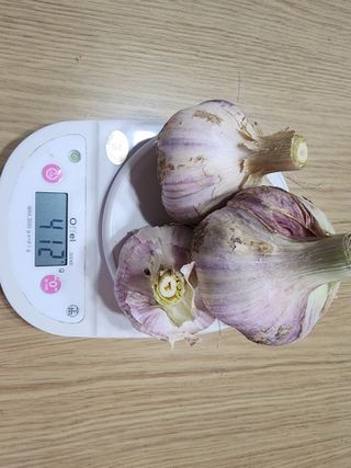 아침못자연농원님의 6월 내 작물 자랑하기🌱 · 참여글 작성글 사진