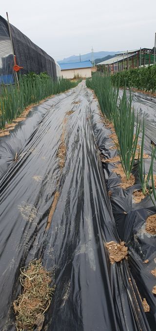 감16706님의 6월 내 작물 자랑하기🌱 · 참여글 작성글 사진