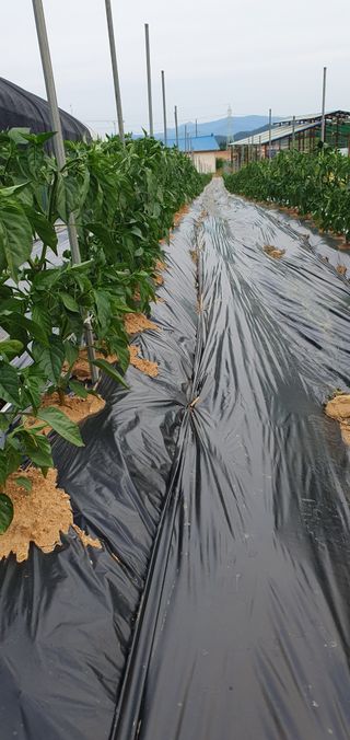 감16706님의 6월 내 작물 자랑하기🌱 · 참여글 작성글 사진