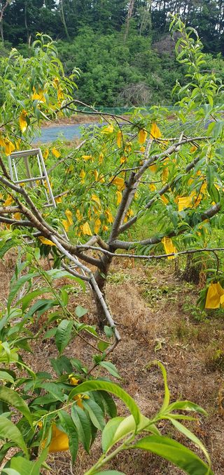 감16706님의 6월 내 작물 자랑하기🌱 · 참여글 작성글 사진