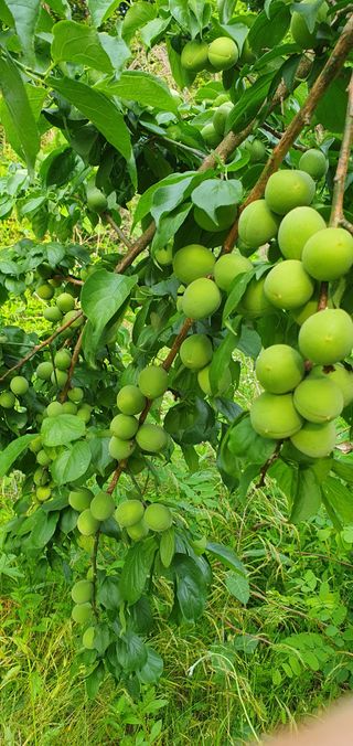 감16706님의 6월 내 작물 자랑하기🌱 · 참여글 작성글 사진