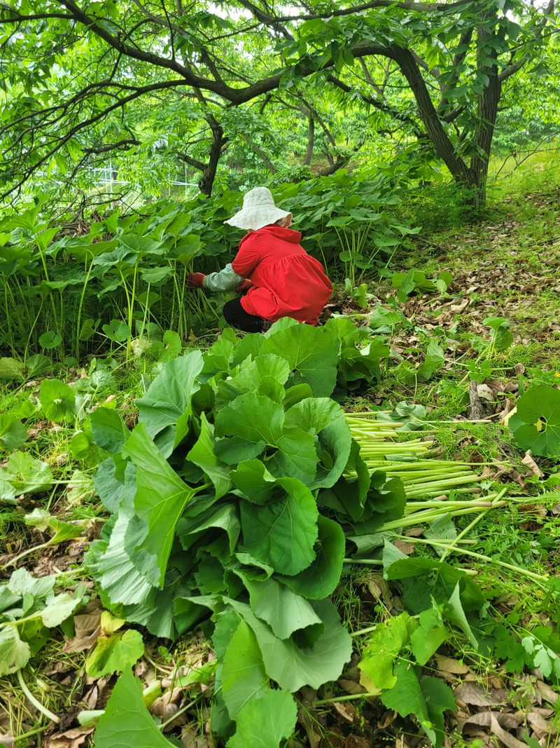 장터 상품 [머위대5kg] 썸네일