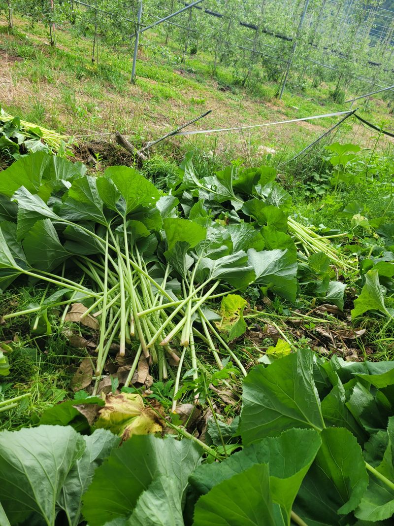홍가네수정농장님의 장터 판매 상품 [머위대5kg] 첨부 사진