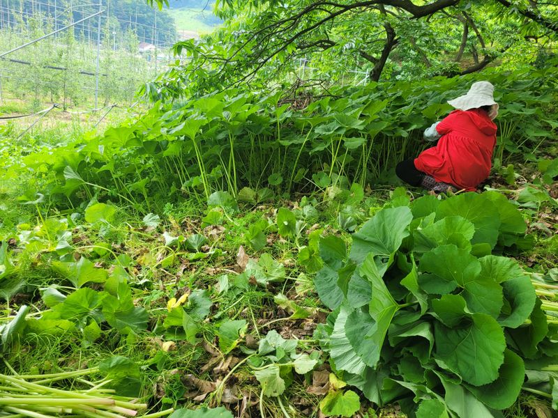 홍가네수정농장님의 장터 판매 상품 [머위대5kg] 첨부 사진