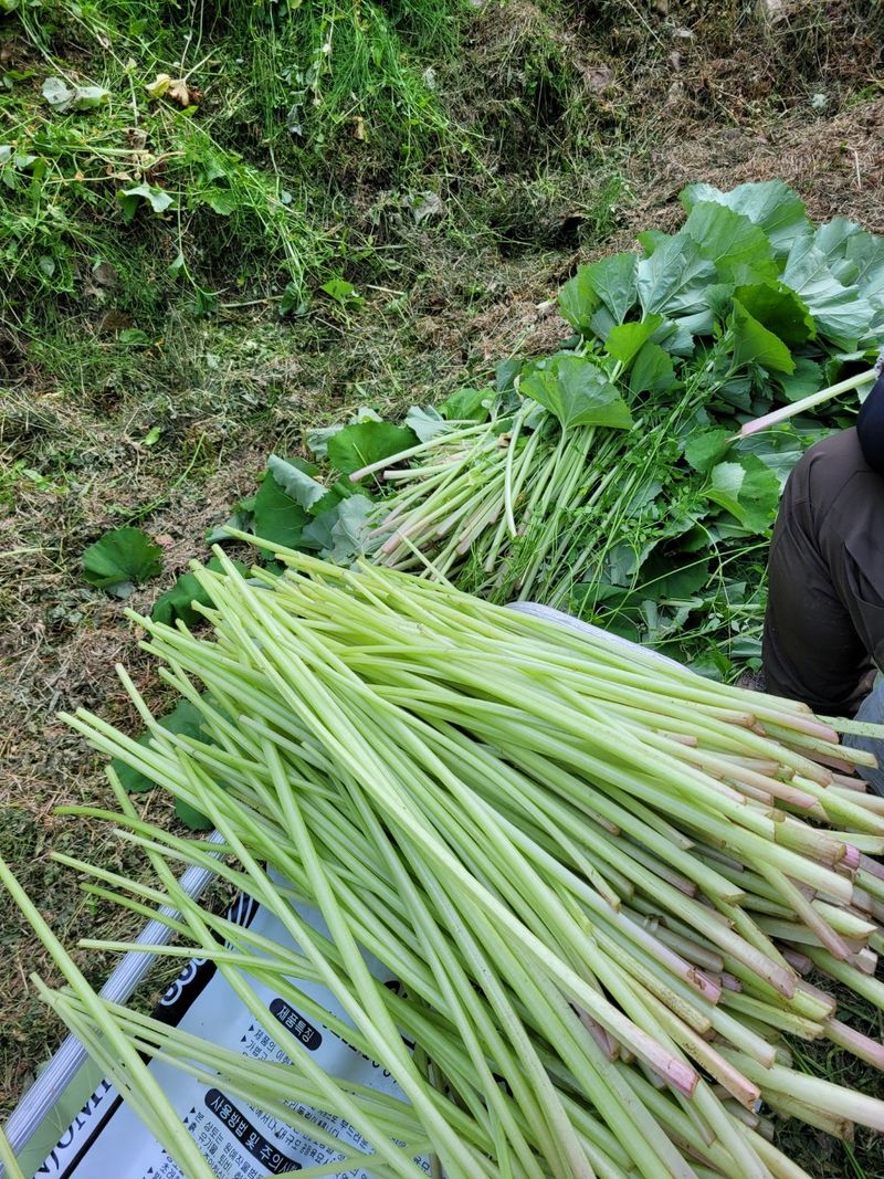 홍가네수정농장님의 장터 판매 상품 [머위대5kg] 첨부 사진