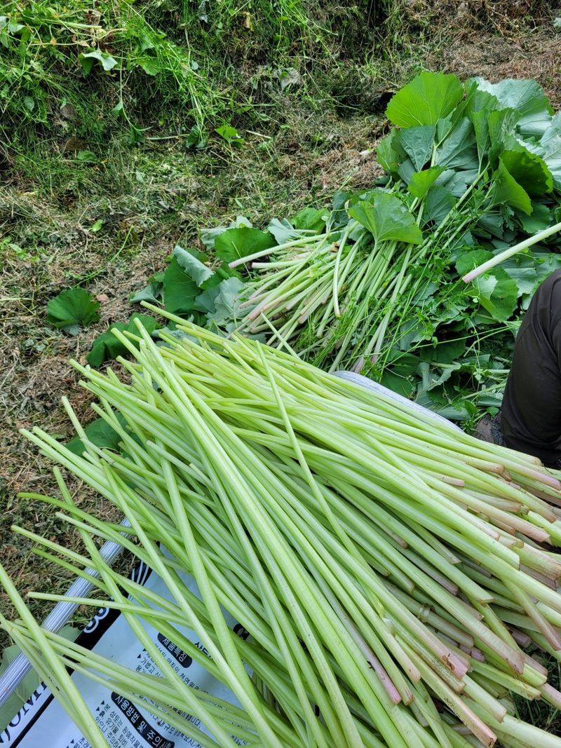 홍가네수정농장님의 장터 판매 상품 [머위대5kg] 첨부 사진