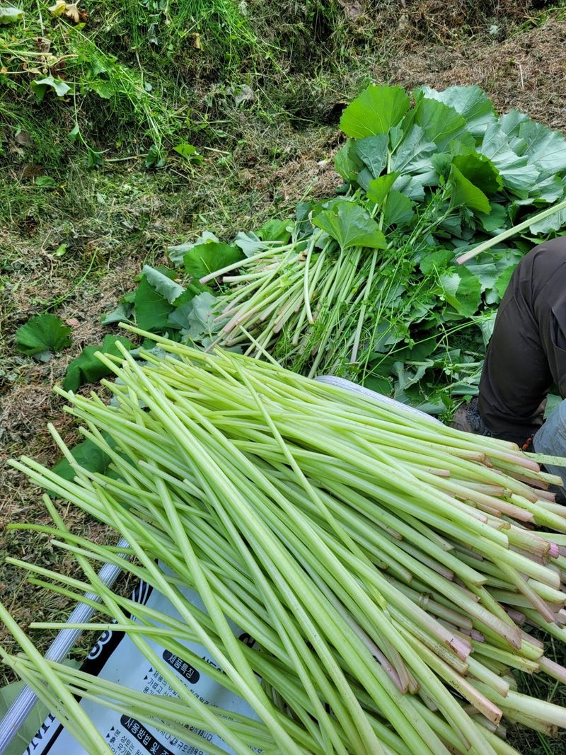 홍가네수정농장님의 장터 판매 상품 [머위대5kg] 첨부 사진