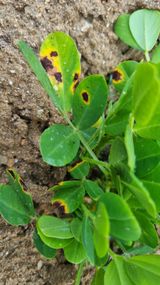 팜모닝 기타작물·병해충상담 게시글 이미지