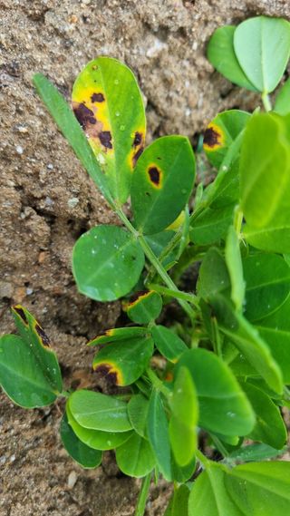 능혜원님의 기타작물 · 병해충상담 작성글 사진