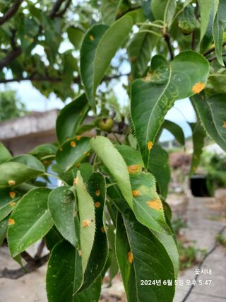 텃밭님의 농사, 무엇이든 물어보세요! · 참여글 작성글 사진