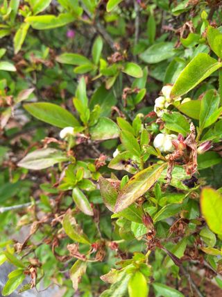 김은숙님의 기타작물 · 병해충상담 작성글 사진