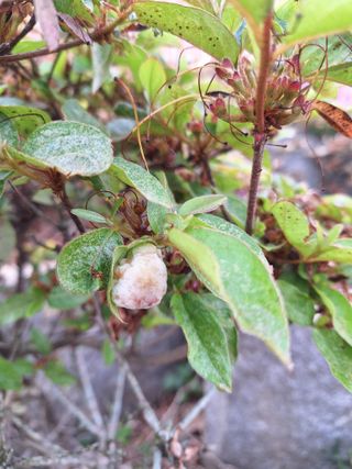 김은숙님의 기타작물 · 병해충상담 작성글 사진