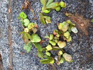 김은숙님의 기타작물 · 병해충상담 작성글 사진