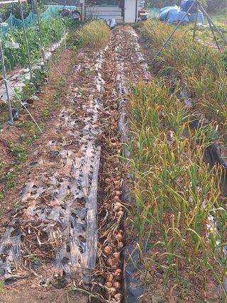 로즈마리님의 양파 · 영농일지 작성글 사진