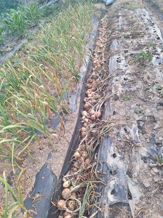 로즈마리님의 양파 · 영농일지 작성글 사진