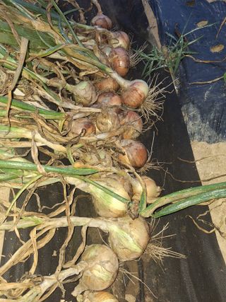 로즈마리님의 양파 · 영농일지 작성글 사진