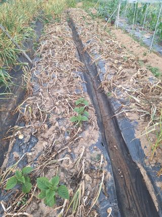 로즈마리님의 양파 · 영농일지 작성글 사진