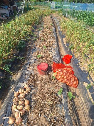 로즈마리님의 양파 · 영농일지 작성글 사진