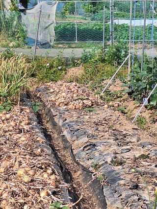 로즈마리님의 양파 · 영농일지 작성글 사진