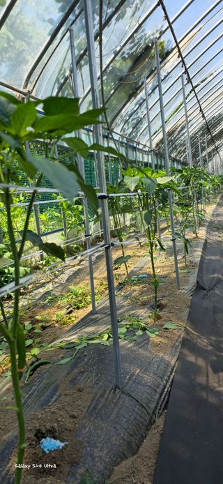 ♡청심전유삼♡님의 6월 내 작물 자랑하기🌱 · 참여글 작성글 사진