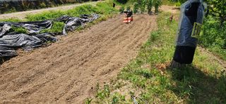 통영바닷가님의 참깨 · 영농일지 작성글 사진