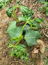 팜모닝 농사, 무엇이든 물어보세요!·참여글 게시글 이미지