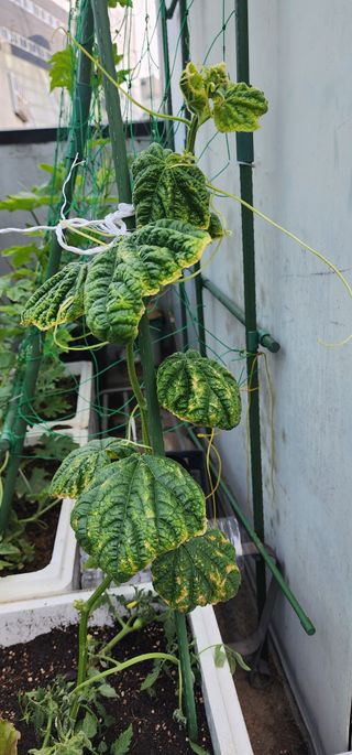 감11845님의 오이 · 병해충상담 작성글 사진