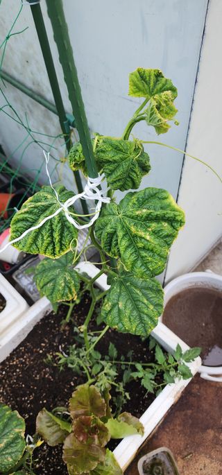 감11845님의 오이 · 병해충상담 작성글 사진