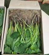 팜모닝 기타작물·영농일지 게시글 이미지