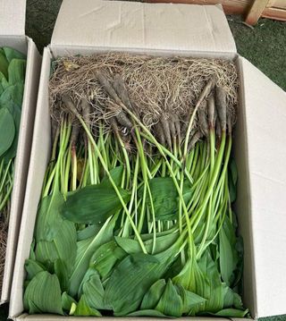 치유숲모이라양재순님의 기타작물 · 영농일지 작성글 사진